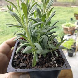 English Lavender Plants 