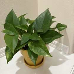 Live Healthy Golden Pothos Plant In 6” Ceramic Pot