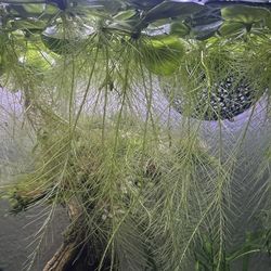 Aquarium live plants