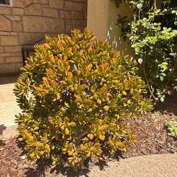 Gollum (finger jade) succulent