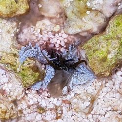 Reef Aquarium Decorations Berghia Nudibranch toys