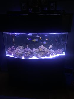 Reef Tank For Sale