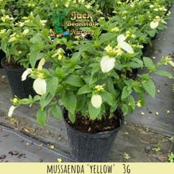 Yellow Dwarf Musaenda  Plant  🪴 3gal