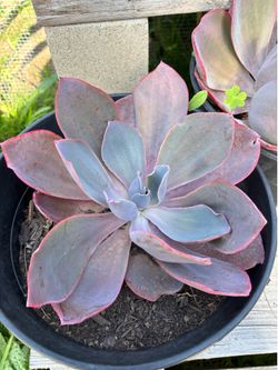 Succulent