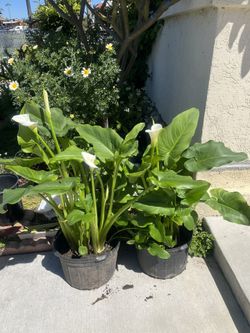 White Peace Lily Plant Is almost 3fl Tall 5gallon Pot 18 / 11 