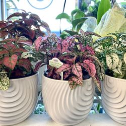 Splash Select Polka Dot Plant With Trendy Ceramic Planter