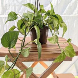 Queen Marble Pothos Plants Hanging Plants (two available)
