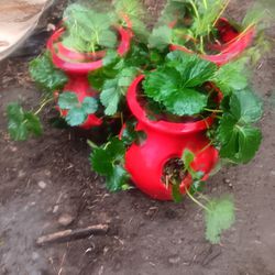 3 Potted Strawberry Plants