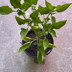 Pepper Plants Yellow Fruit Producing 