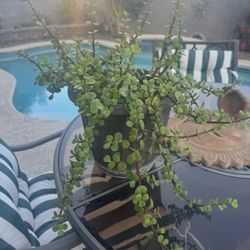 Healthy Elephant Bush Succulent Live Plant !