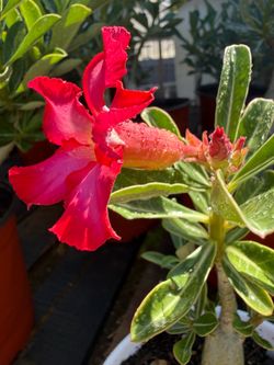 Desert Rose