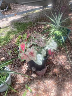 Caladium Bulbs