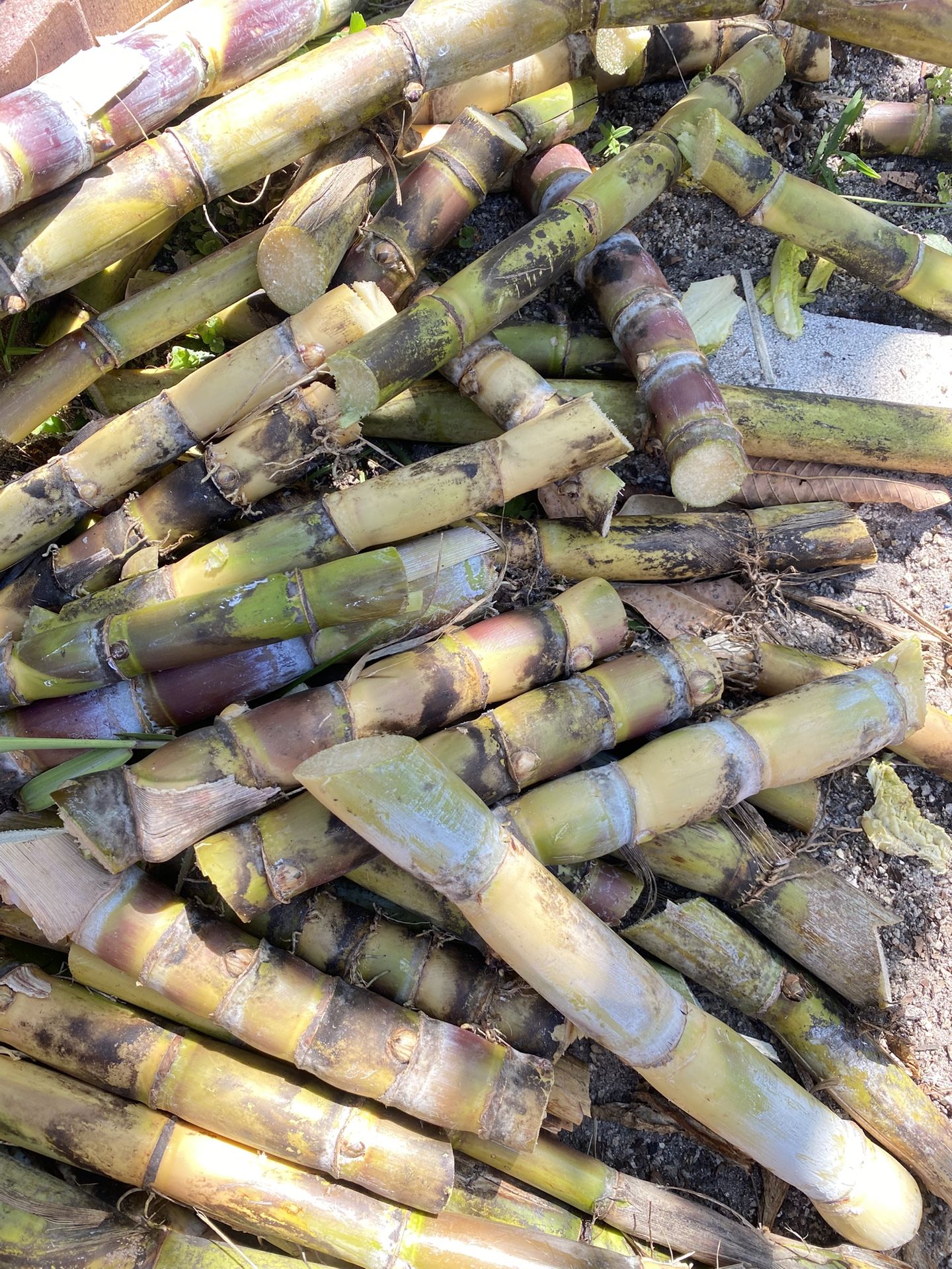 Sugarcane Cuttings For Planting/plants Also Available
