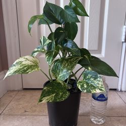 Beautiful Healthy Living House Plant - Potho