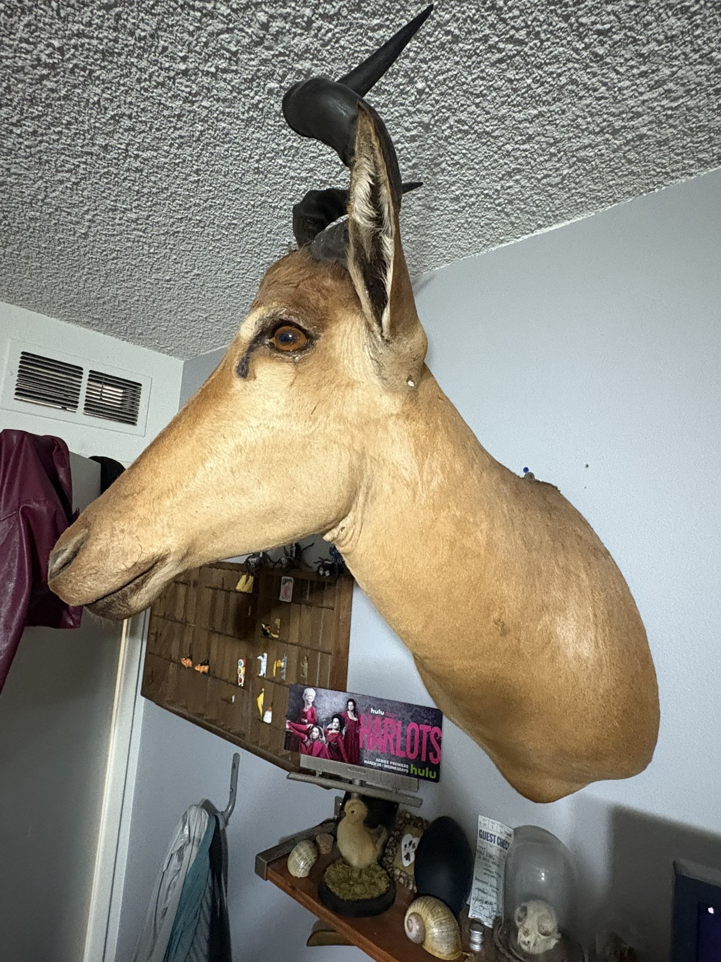 African Hartebeest Head Mount