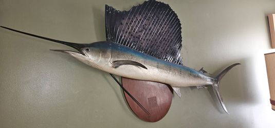 Sailfish mounted