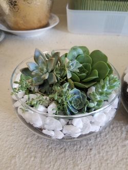 succulent arrangements