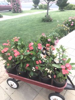 crown of thorns plant