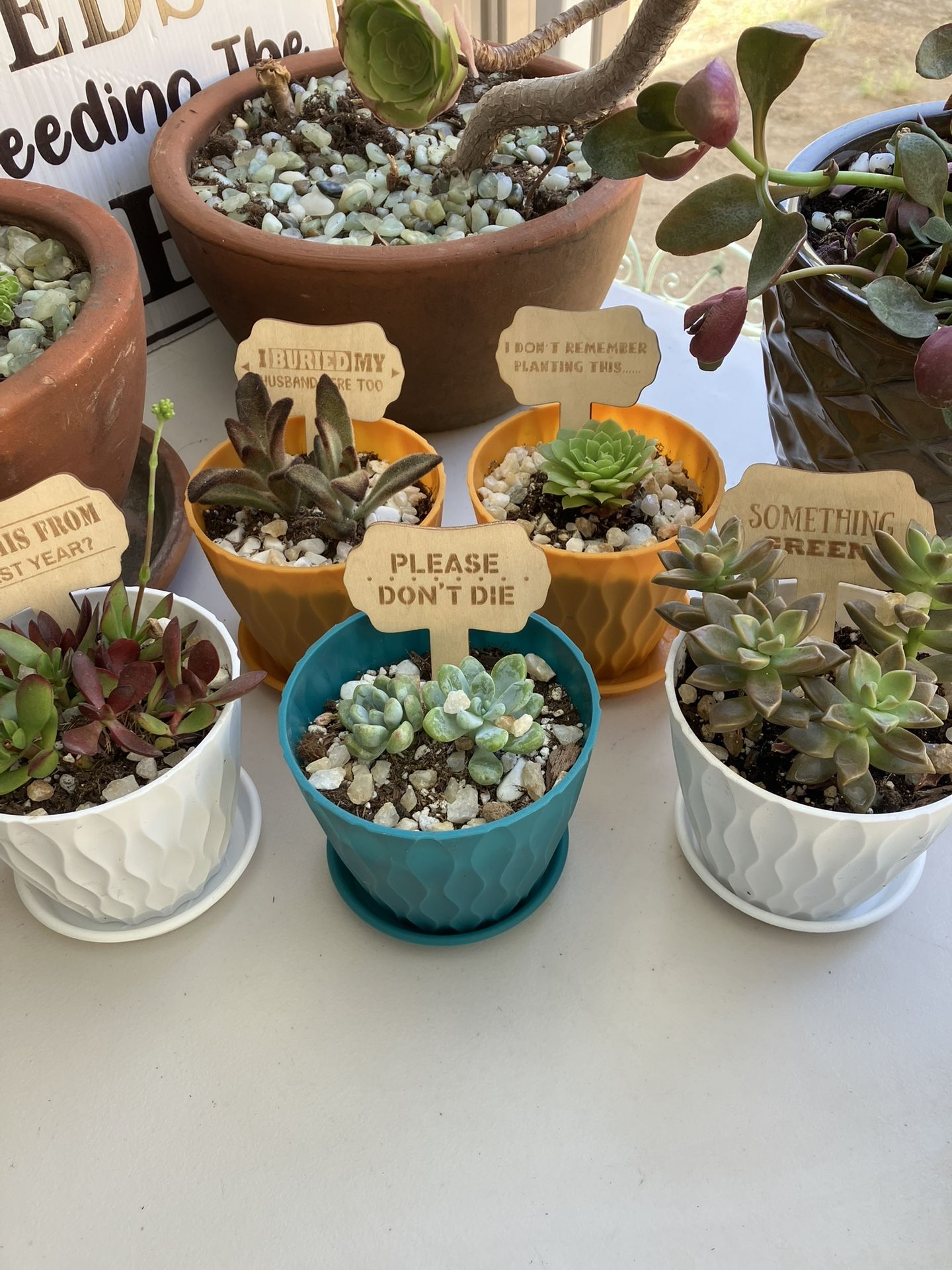 Succulent Plant Bundle …