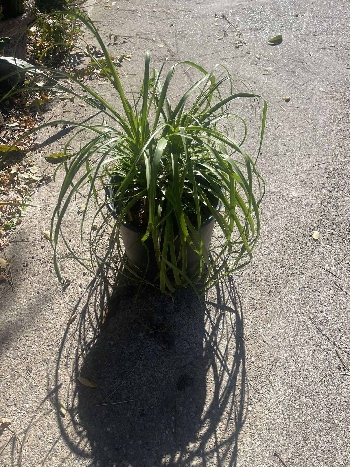 Pony Tail Palm Plant I Have Nice Plant For $15