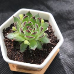Suculentas