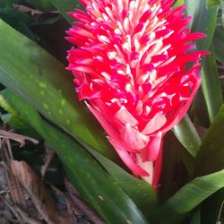 PLANTS AND FLOWERS