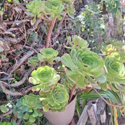 Planta Natural 