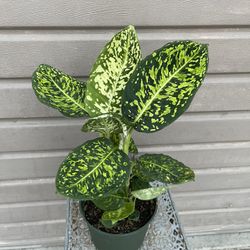 6” dieffenbachia reflector