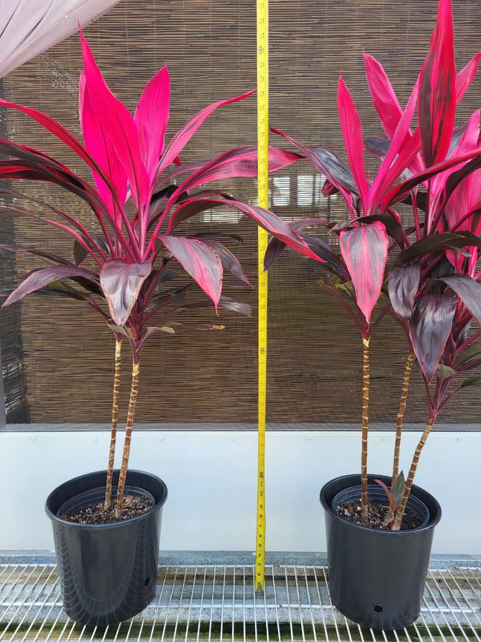 🔥 4-Foot Red Cordyline Plants – Stunning Tropical Color! 🔥