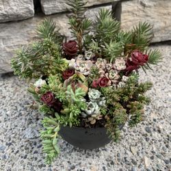 Outdoor live succulent arrangement in black plastic pot