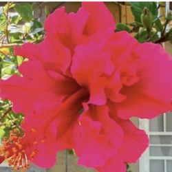 Pink Double Flawer Hibiscus $30 Each Price Firm 