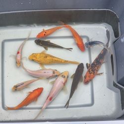 Koi Fish Lot of 12 Japanese Koi Fish Ornamental Pond Fish 4-8 Inches Butterfly & Standard Fin