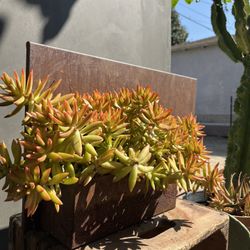 Fall Decoration Wall Hanging Rust Custom Planter Succulent 