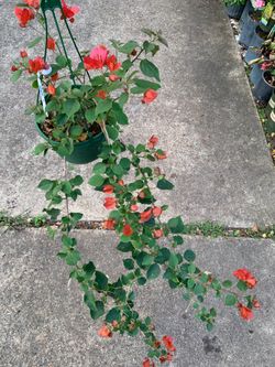 Red bougainvillea vine