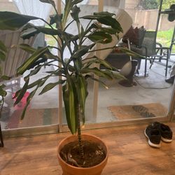 House Plant
