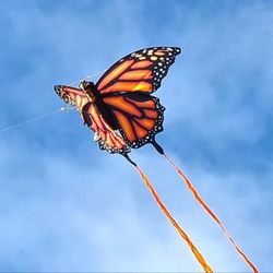 Kite. 60". 3D. Butterfly 