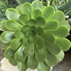 Planta Suculenta Súper Hermosa La Planta