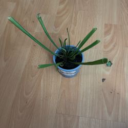 Pitcher Plant