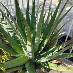 Aloe Vera  Savila