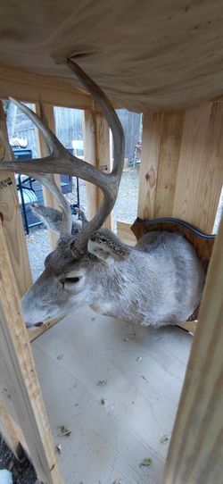Whitetail Deer Shoulder Mount Taxidermy
