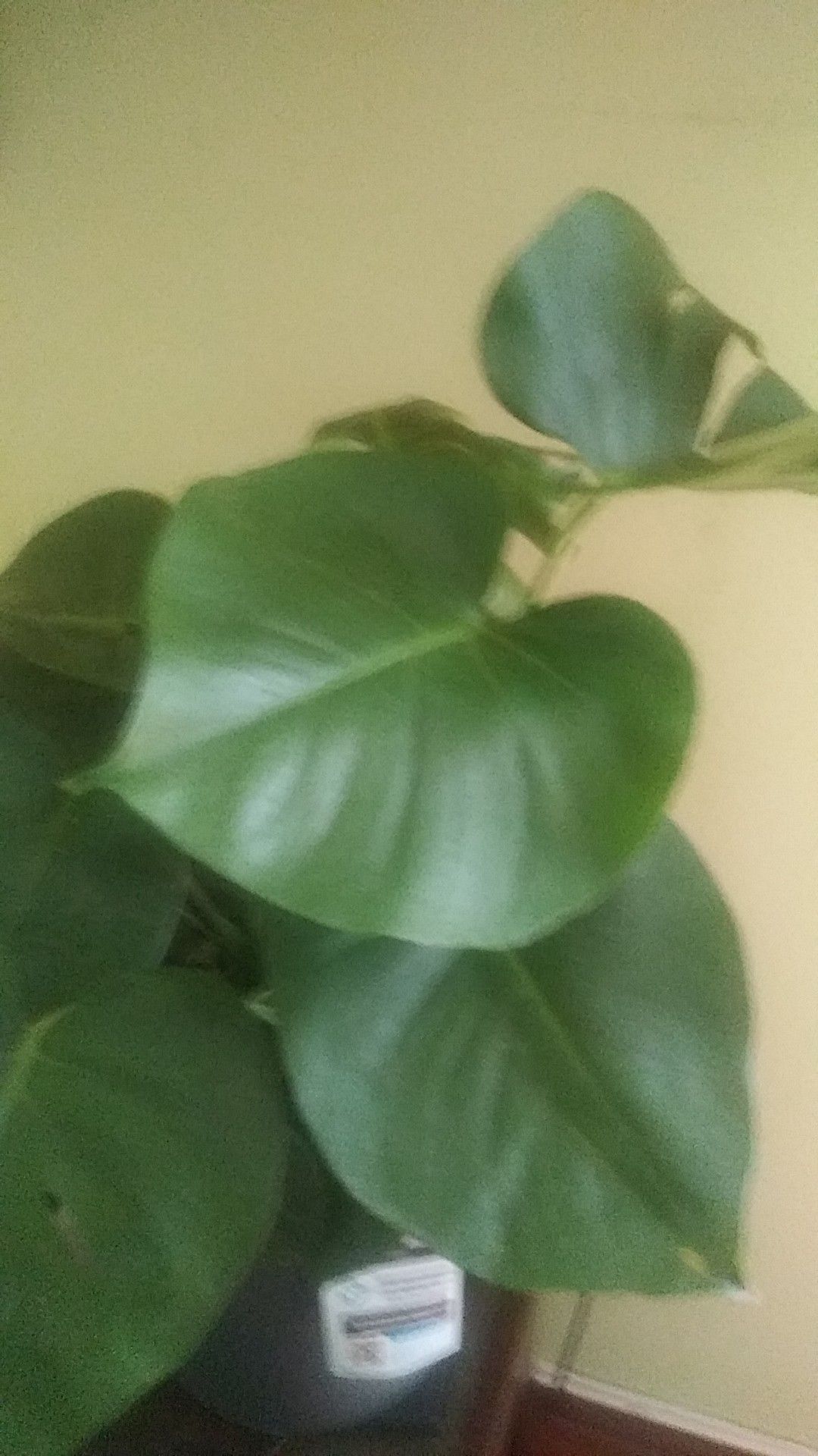 Filodendrun monstera hoja rota esqueleto de David big plant