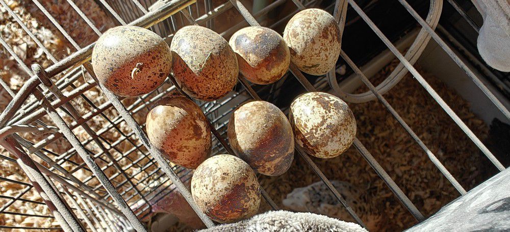 Assorted coturnix quail eggs