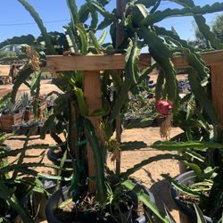 Dragonfruit Plant Pitahaya