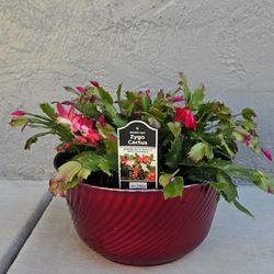 Christmas cactus plant