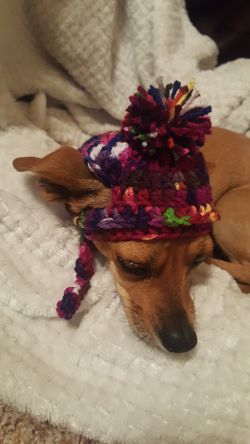 Dog beanie