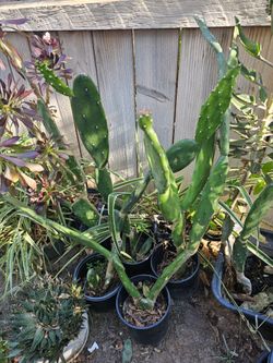 Cactus with pot $15 for each pot