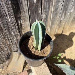 15 Inch Peruvian Apple Cactus 