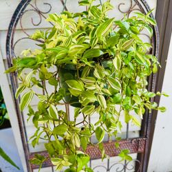 Beautiful Tri Color Variagated Wandering Jew Plant- Very Easy To Grow 