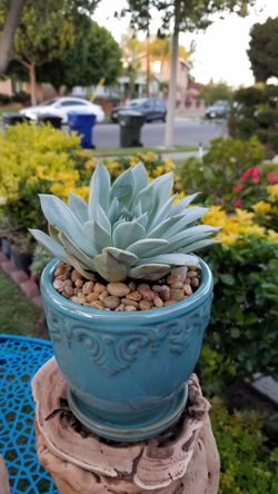 Ceramic pot succulent plant