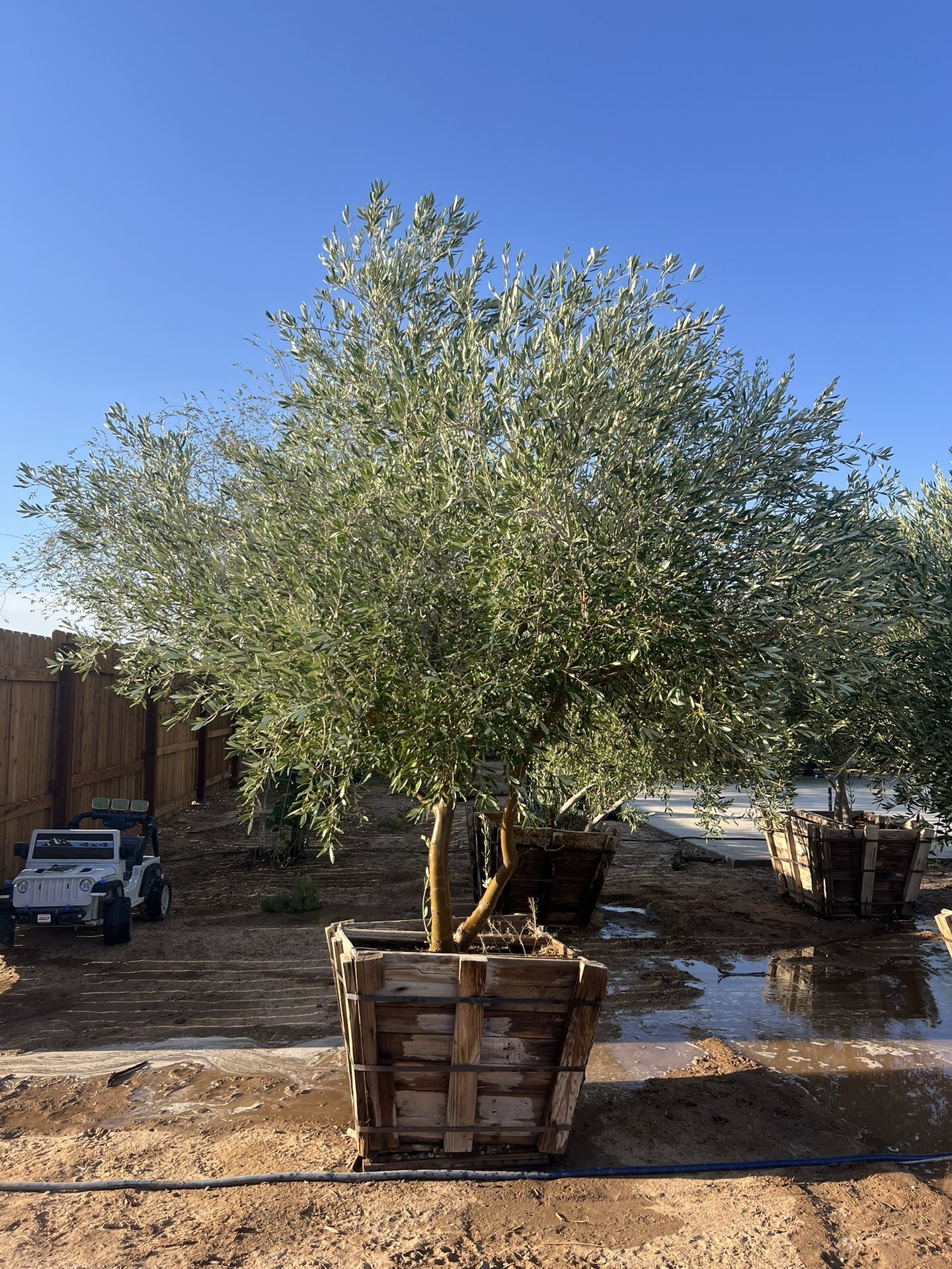 Olive Tree